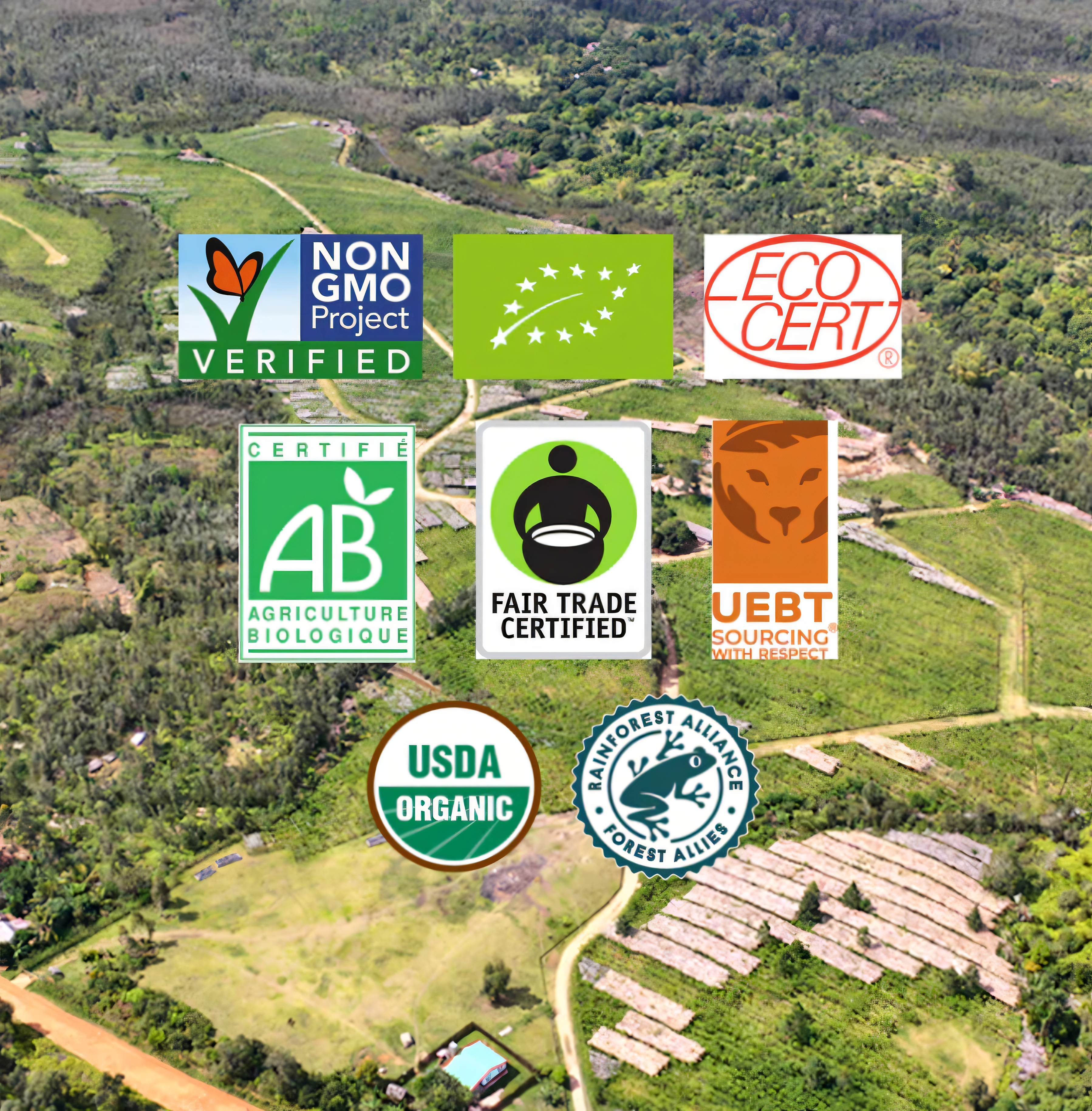 Grade A Vanilla Beans — Premium Gourmet Quality 100 Grams