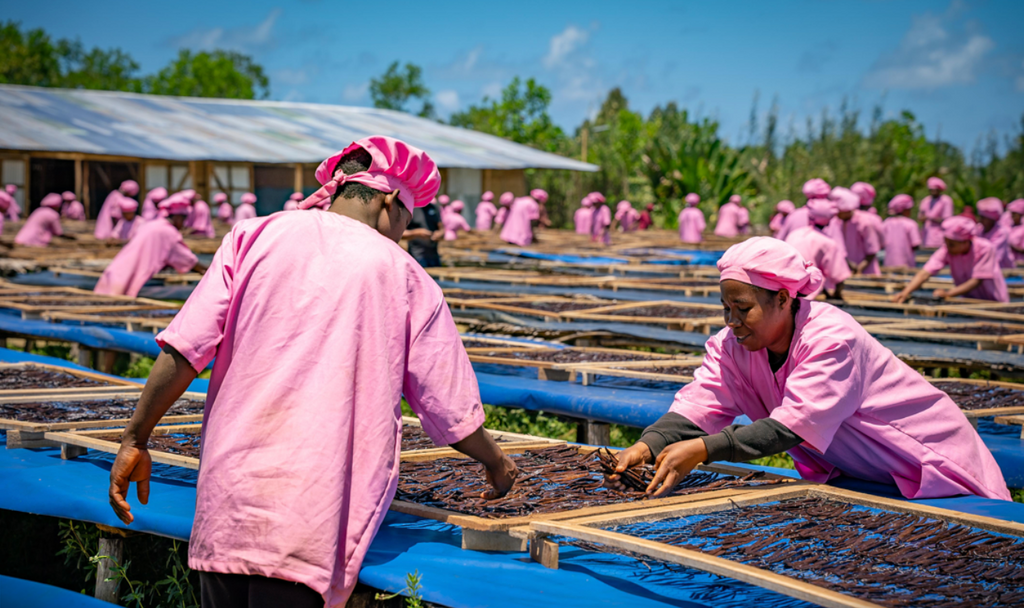 Grade A Vanilla Beans — Premium Gourmet Quality 100 Grams