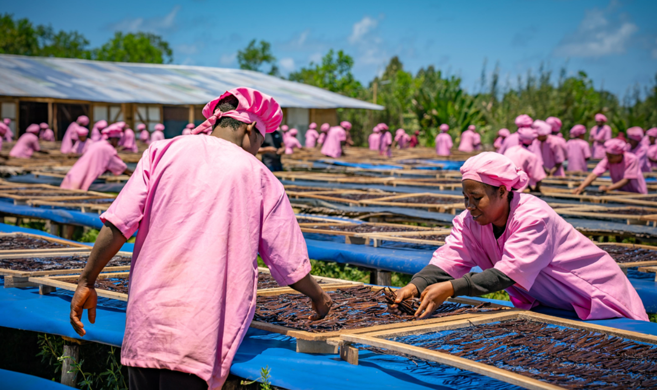 Grade A Vanilla Beans — Premium Gourmet Quality 100 Grams