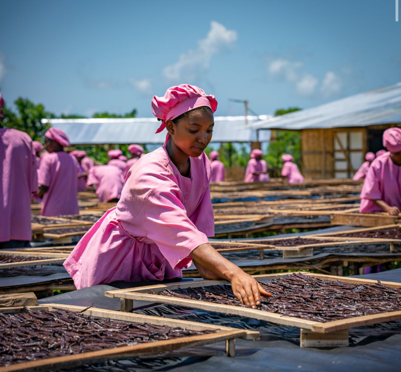 Grade A Vanilla Beans — Premium Gourmet Quality 100 Grams