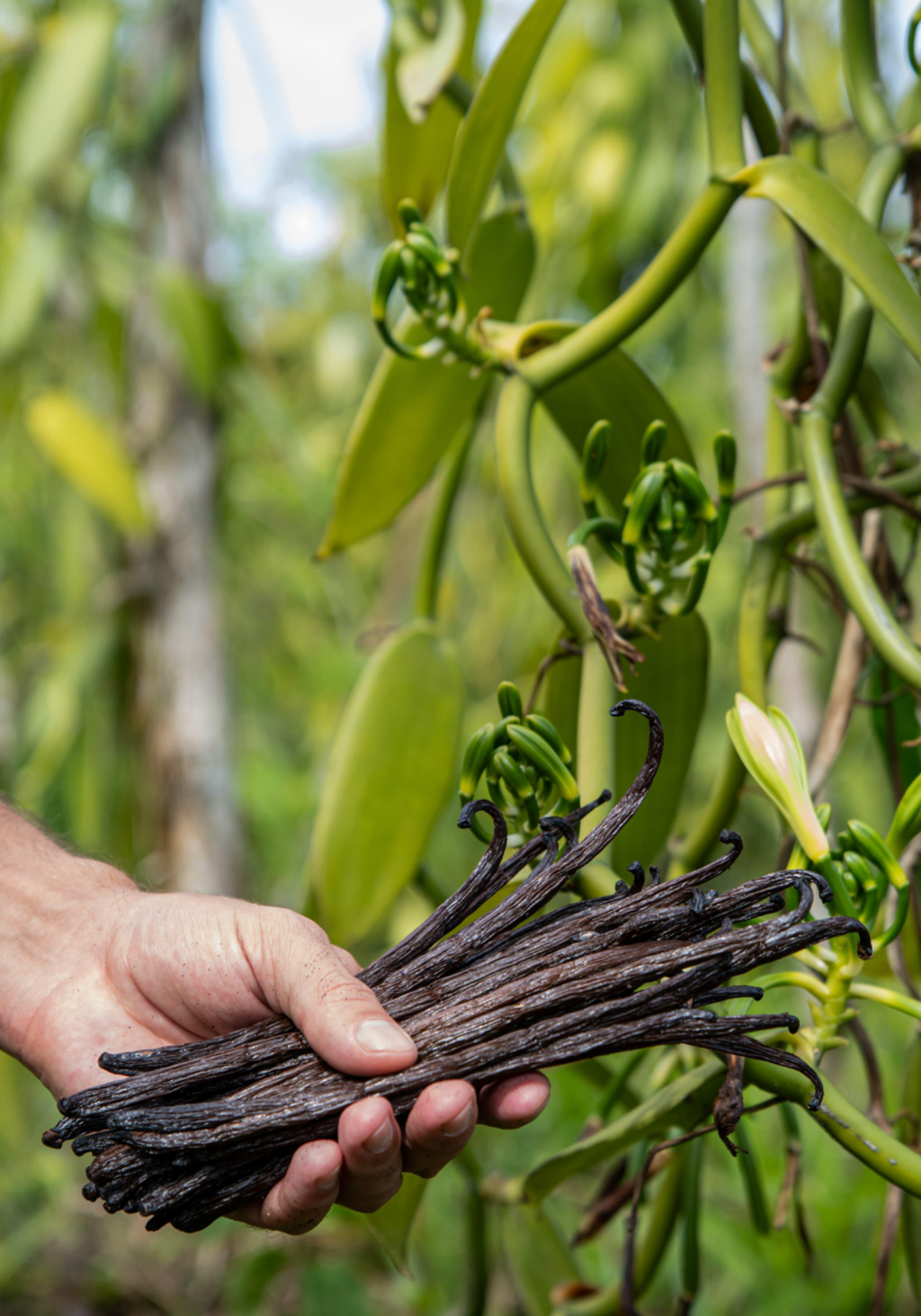 Grade A Vanilla Beans — Premium Gourmet Quality 100 Grams